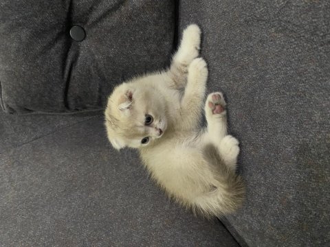 Scottish Fold Fındık Kızımıza Yuva Arıyoruz