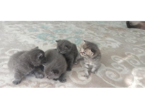 Masmavi Gözlü Minik Mucize Kediler