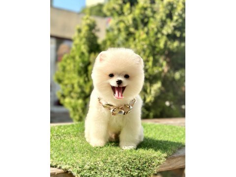 Sevimli Pomeranian Boo Köpeği Yavrular