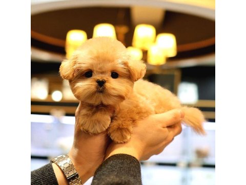 Super Star Toy Poodle Yavrularım