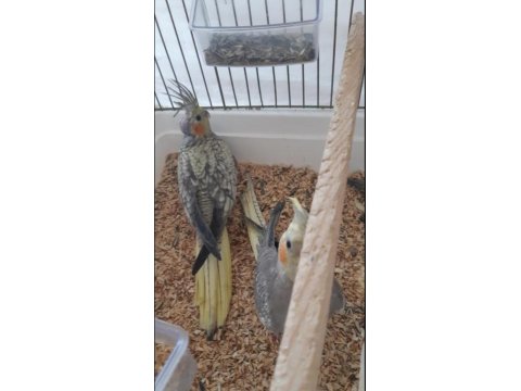 Elle Besleme Sultan Papağanı Yavrular