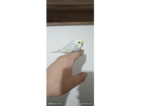 Yeme Düşmüş Rainbow Muhabbet Kuşu Yavrum Dişi