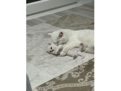 Dünya Tatlısı Beyaz British Shorthair (Teslime Hazır)