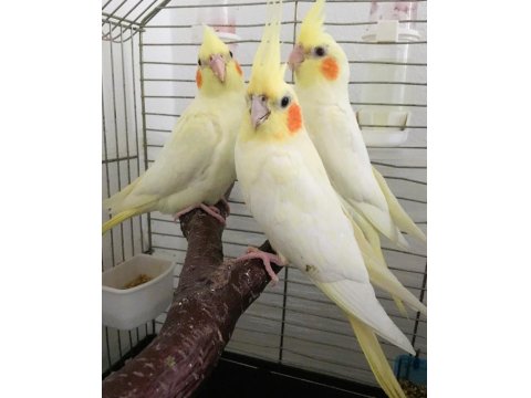 35 Günlük Yavru El Besleme Bebek Sultan Papağanlar