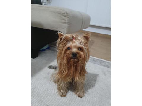 Yorkshire Terrier Teacup Dişi