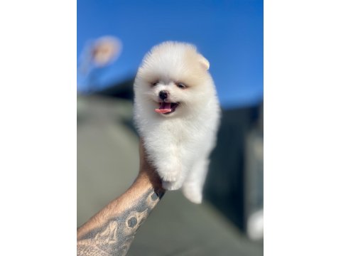 Ayı Surat Pomeranian Boo Köpekler