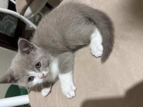 Bi Color British Shorthair