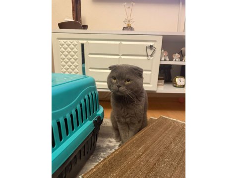 Kısırlaştırıp Sahiplendirilecek Scottish Fold