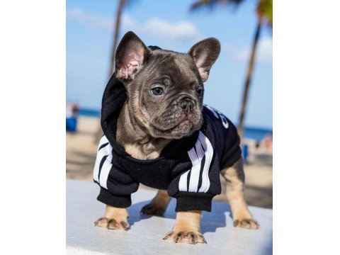 Fransız Bulldog Yavruları