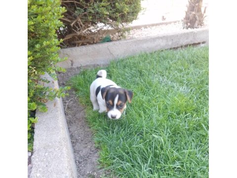 Jack Russell Yavruları