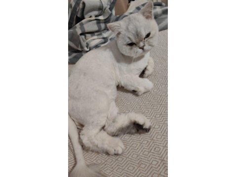 Yetişkin Erkek Kedimiz