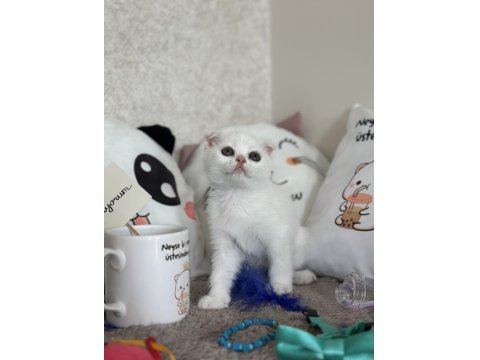 Dişi Kar Beyazı Scottish Fold
