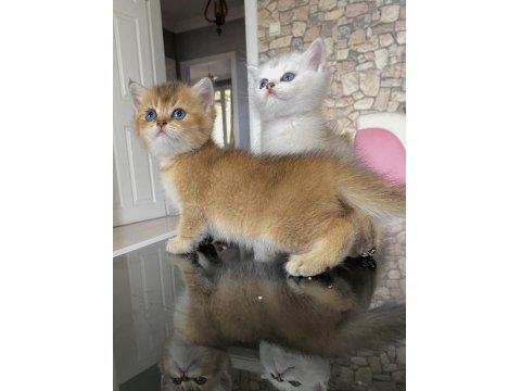 Irk Garantili British Golden Ve Silver Yavrularımız