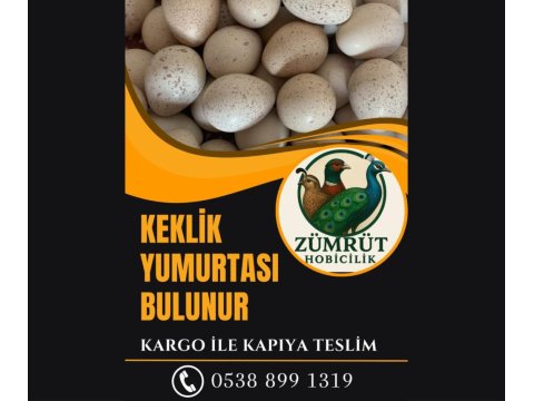 Kuluçkalık Keklik Yumurtası