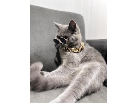 British Shorthair 1.5 Yaşında Dişi