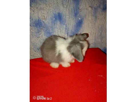 Teddy Lop Tavşan Yavrular 30 Günlük Mavi Göz