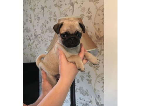 Pug Köpekleri