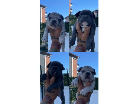 Koca Kafa Mavi Göz Erkek Köpekler