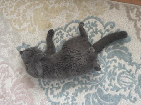 Scottish Fold Erkek Kedimiz