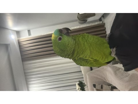 Konuşan Gülen Amazon Papağanı Blue Front
