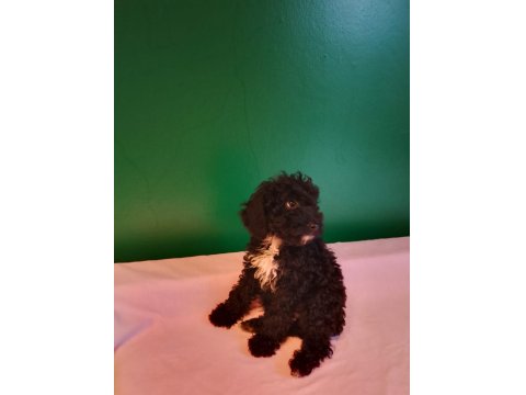 Siyah Mini Toy Poodle Yavrularımız