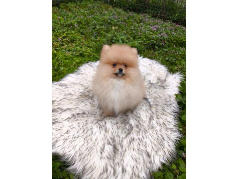 Pofuduk Teddy Bekar Mükemmel Yavru