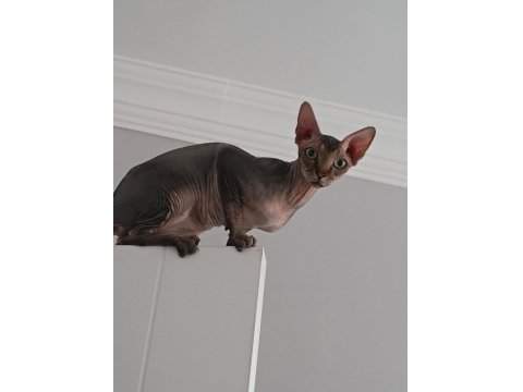 Sfenks Dişi 1.5 Yaş Acil