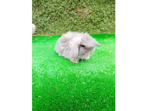1 Aylık Hollanda Teddy Lop Tavşan Yavruları