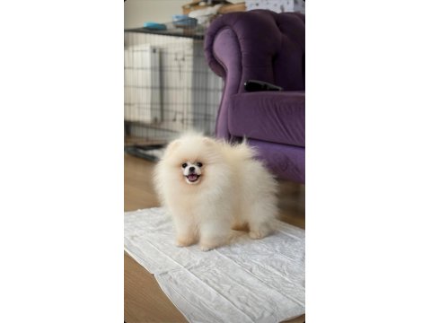 Pomeranian Boo Ayı Surat Garantili