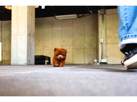 Safkan Toy Poodle Bebeklerimiz