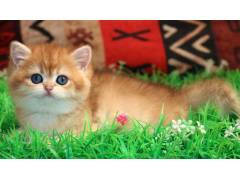 Kraliyet Yavrusu Golden British Shorthair Yavrumuz