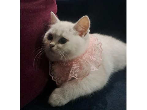 Dünya Güzeli British Shorthair