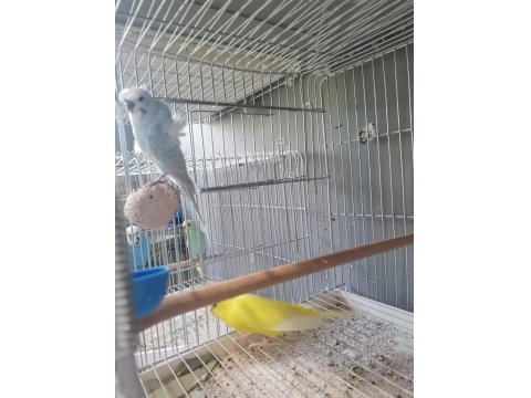 50 Takım Muhabbet Kafesler Ve Malzmeleri Dahil 30 Bin Tl Acil Verilecektir