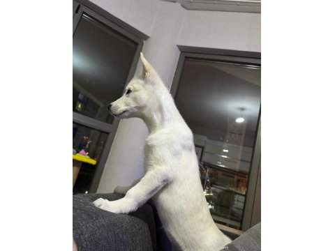 Oyuncu Beyaz Yavru Husky