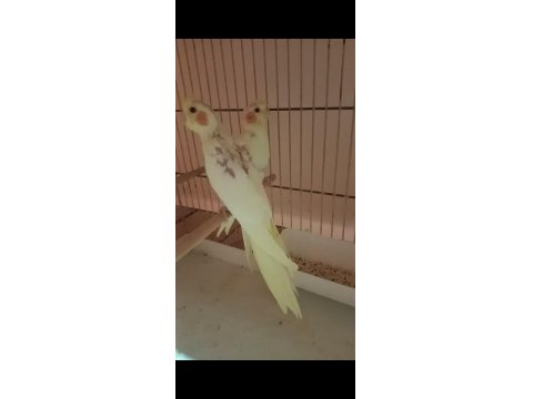 Yavru Sultan Papağanı Sahiplendirme