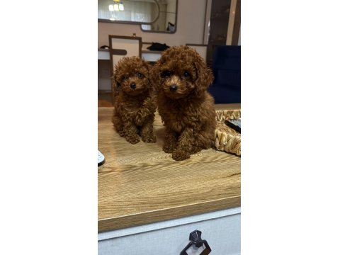 2 Aylık Kore Poodle Yavrularımız
