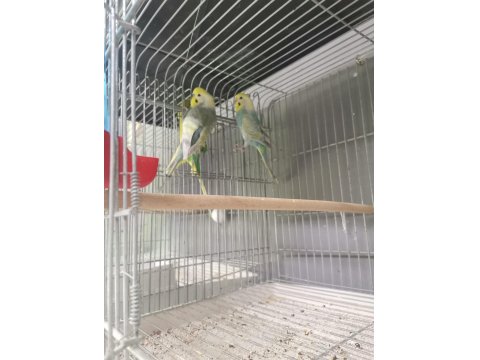 50 Takım Muhabbet Kafesler Ve Malzmeleri Dahil 30 Bin Tl Acil Verilecektir