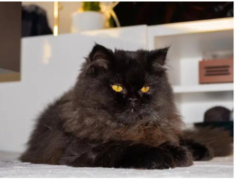 Acil Ücretsiz Kedimiz