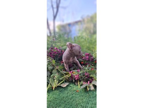 Teacup Dişi Chihuahua Bebekler