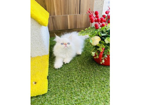 Exotic Show Bebekler