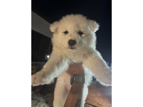 Sevimli Samoyedler