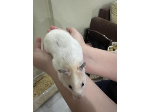 Beyaz Suriye Hamster