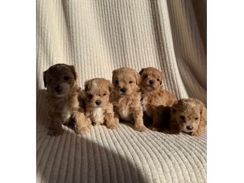 Ev Doğumlu Teacup Boy Maltipoo Yavrular