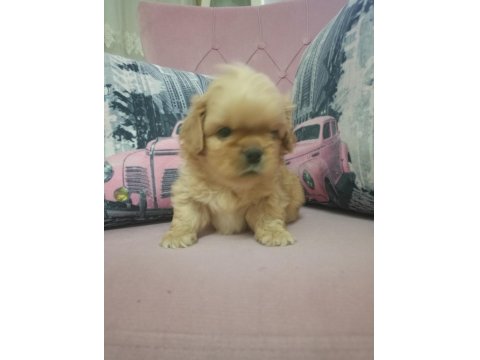 İki Adet Pekinez Erkek