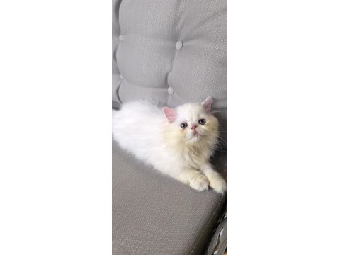 İran Persian 2 Aylık Yavrular