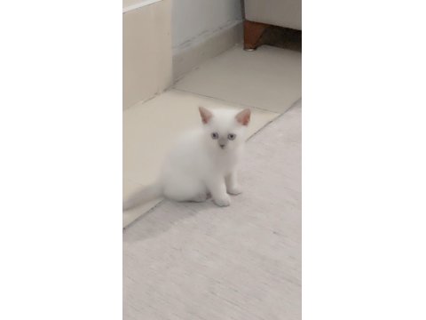 British Shorthair Blue Point