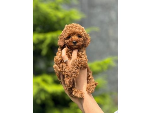 Toy Poodle Bebekler Harika Yavrular