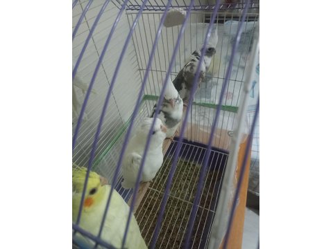 Her Renk Evcil Yavru Mevcut Sultan Papağanı