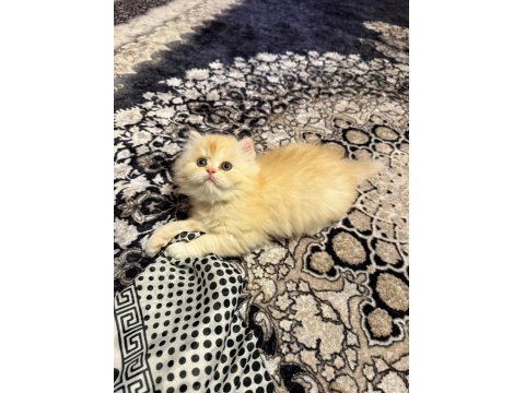 British Longhair Golden Erkek Yavru