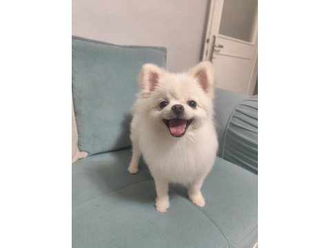 Pomeranian Boo Hazır Dişi Köpeğimiz